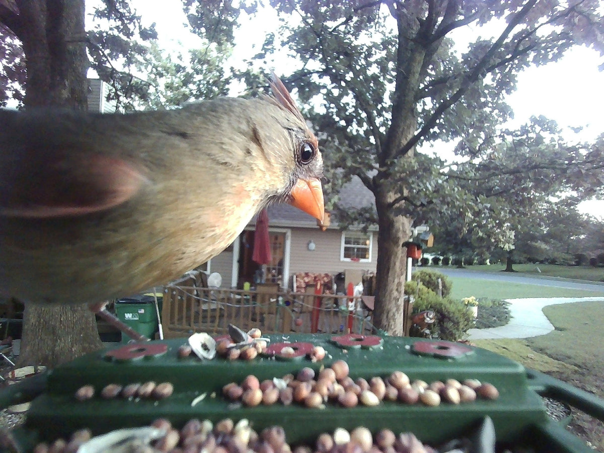 Wild Bird Feeder Wi-Fi Camera