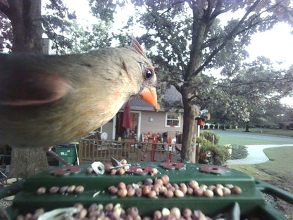 Wild Bird Feeder Wi-Fi Camera